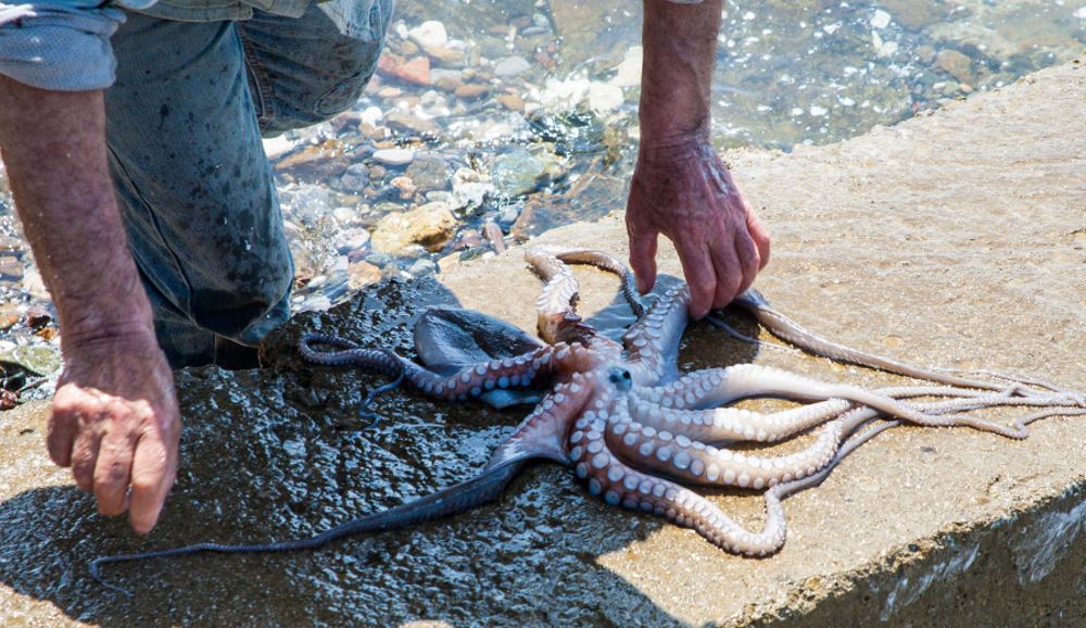 Octopus, the catch of the day in Karystos